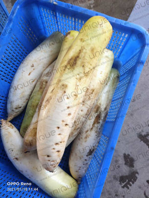 Mooli Peeler Automatische schilmachine voor voedselverwerkende industrieën en Daikon Radijs