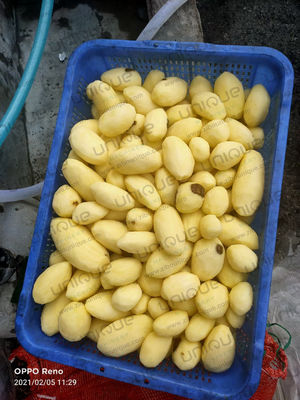 2022 Jaar Automatische was- en schilmachine voor aardappelen in het kleinschalige bedrijf