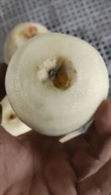 500 KG Volledig automatische industriële Fruit Apple Pear Kiwi Fruit Peeling en Coring Machine voor 2022