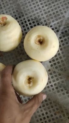 Fruit Peeling Functie Commerciële elektrische appelschilder Corer Slicer 2500*1000*1500 mm