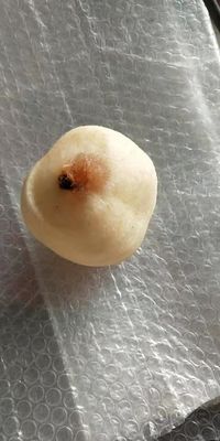 500 KG Volledig automatische industriële Fruit Apple Pear Kiwi Fruit Peeling en Coring Machine voor 2022